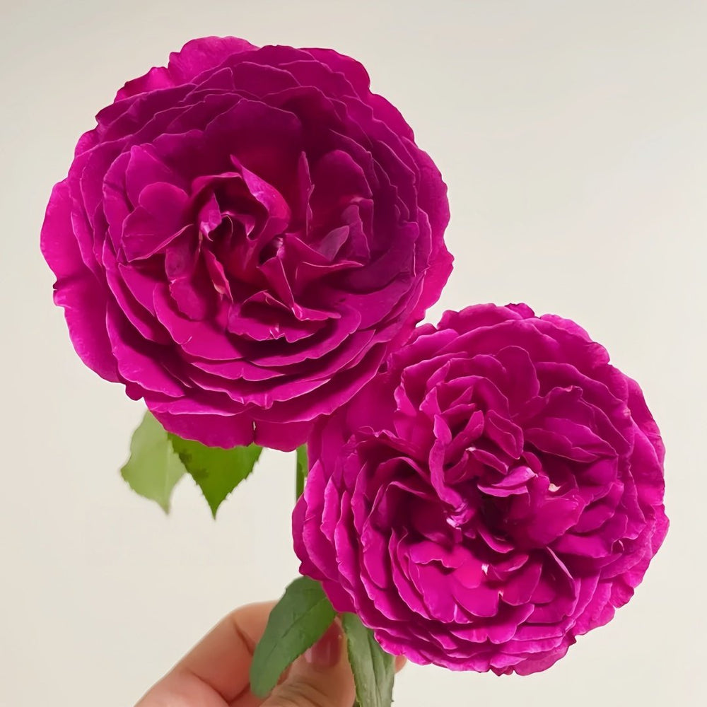 Le Temps Des Cerises Rose Plant|樱桃时节 image 4