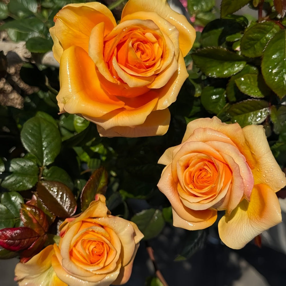 Mighty Rose Plant|甜橙 image 7