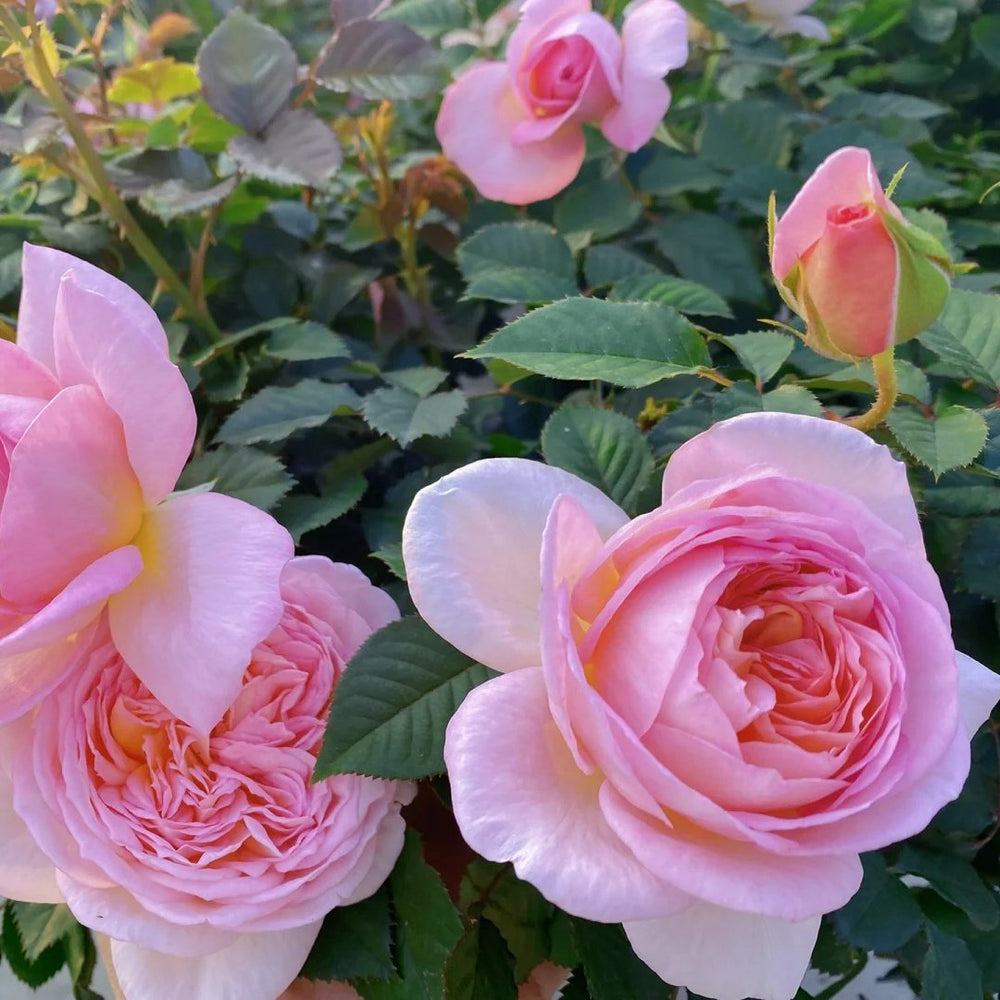 Fendai Rose Plant｜粉黛 image 4