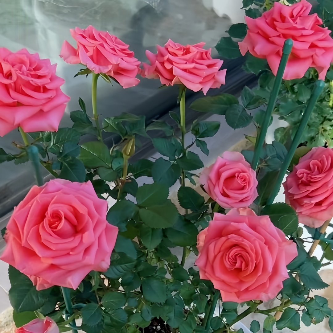 Amsterdam Rose Plant ｜阿姆斯特丹 image 4