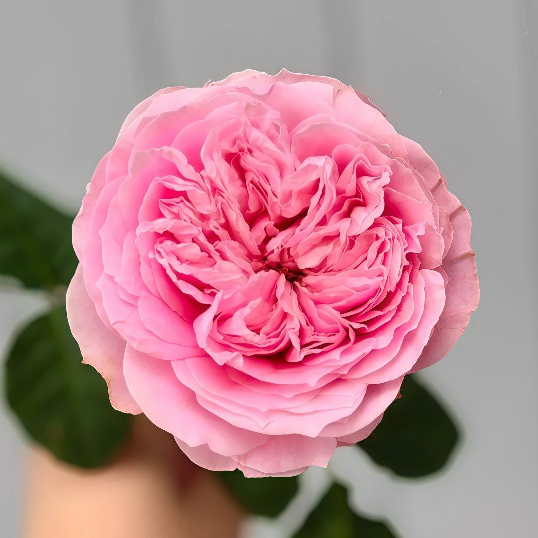 Bel Canto Rose Plant｜美声唱法 image 0