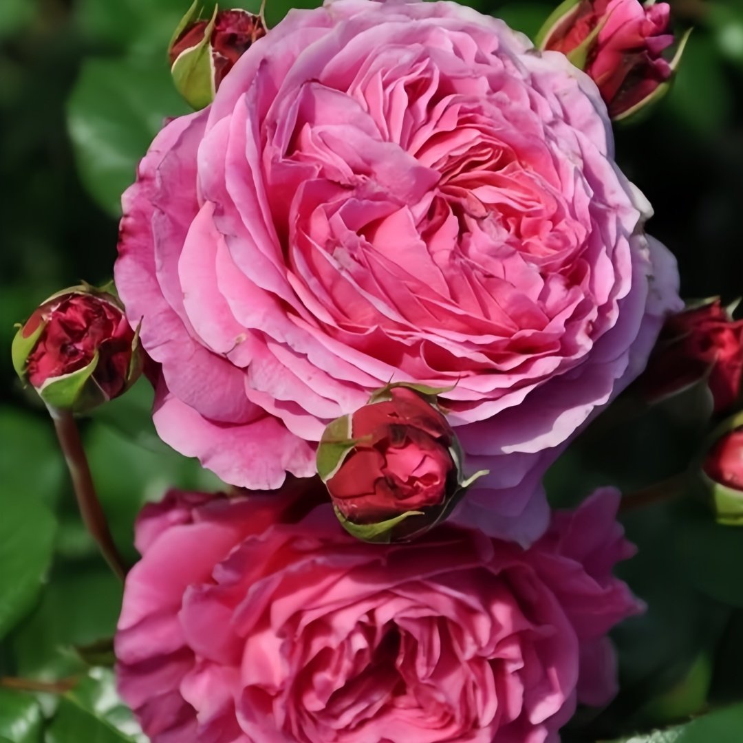 Abdiel Rose Plant｜神仆天使 image 6