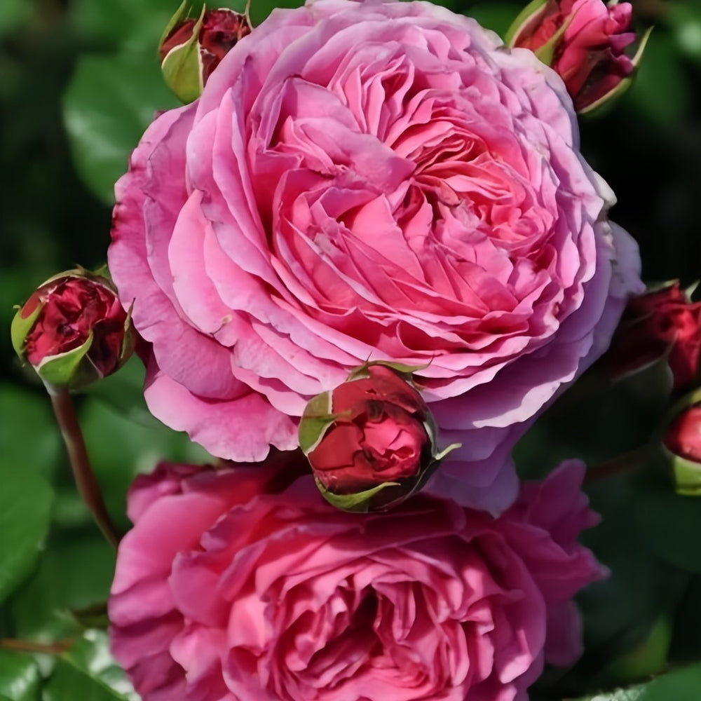Abdiel Rose Plant｜神仆天使 image 6