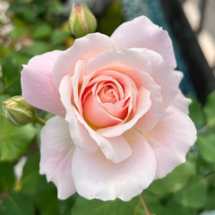 Chou Chou Rose Plant｜闪闪发光 image 2