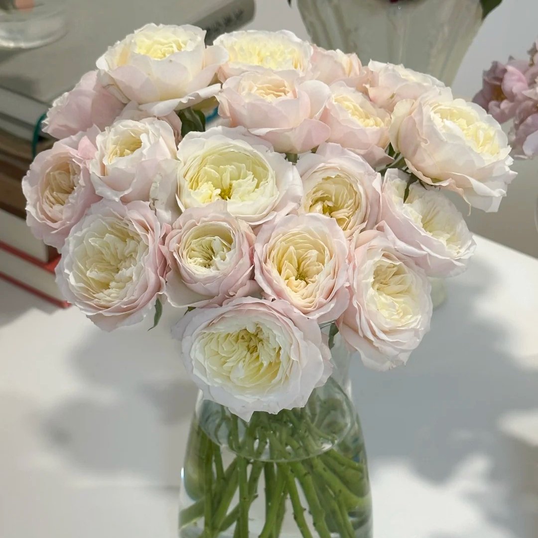 Jolie Fille Rose Plant|可爱少女 image 10
