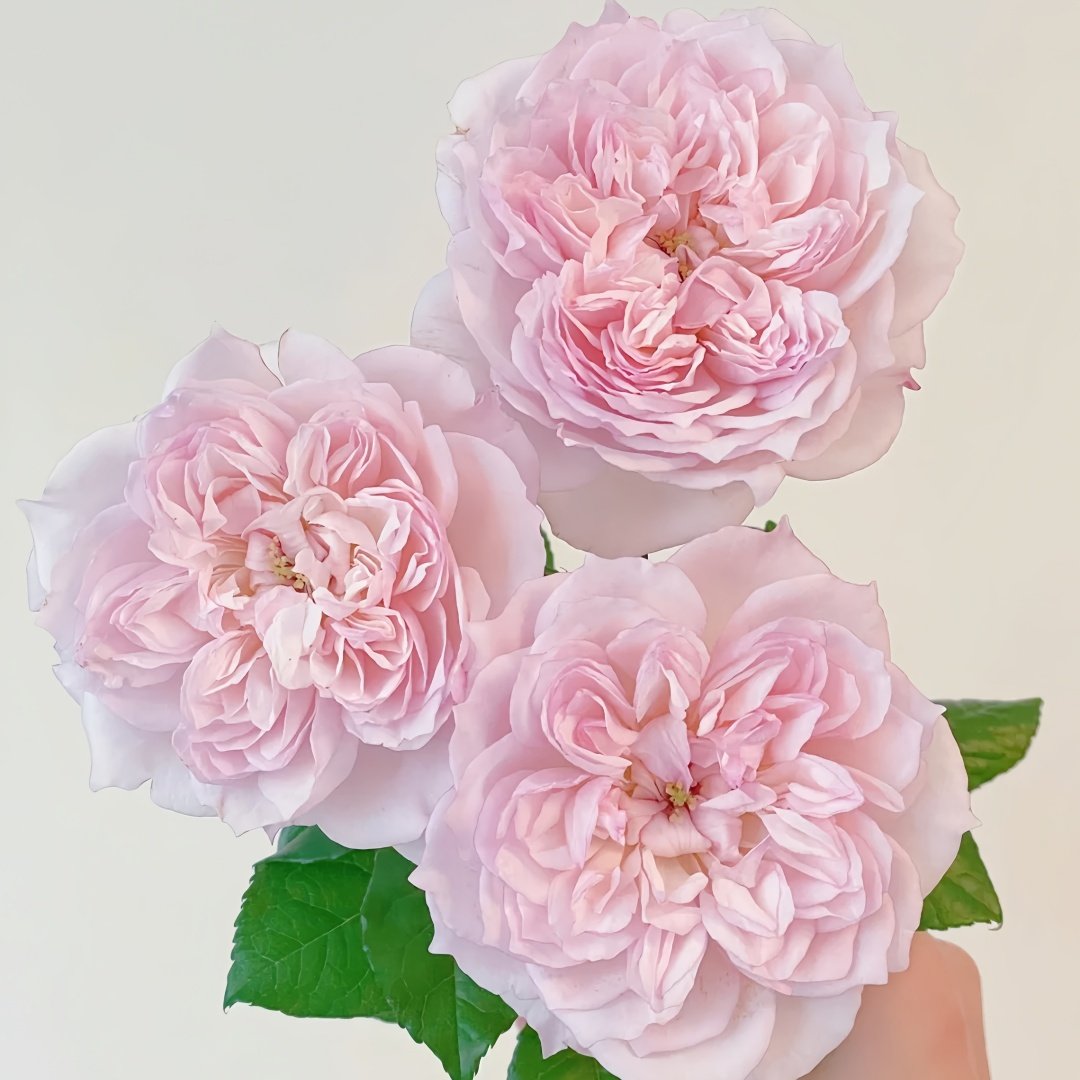 Cecil de Volages Rose Plant | 蝶之舞玫瑰 image 7