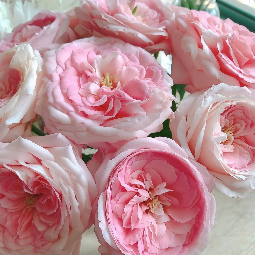 Bella Linda Kiss Rose Plant｜亲吻琳达 image 5