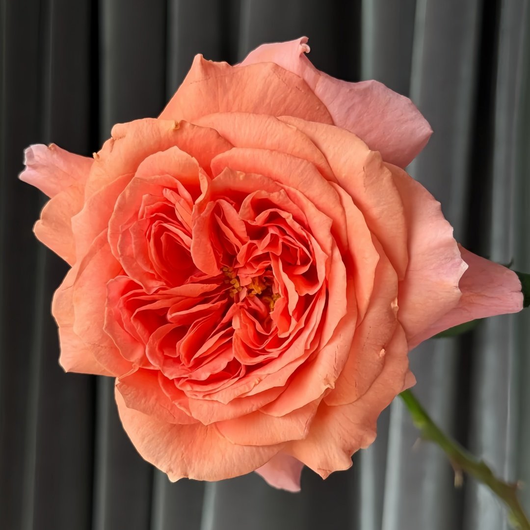 Amour de Molène Rose Plant | 莫莱纳之爱 image 1