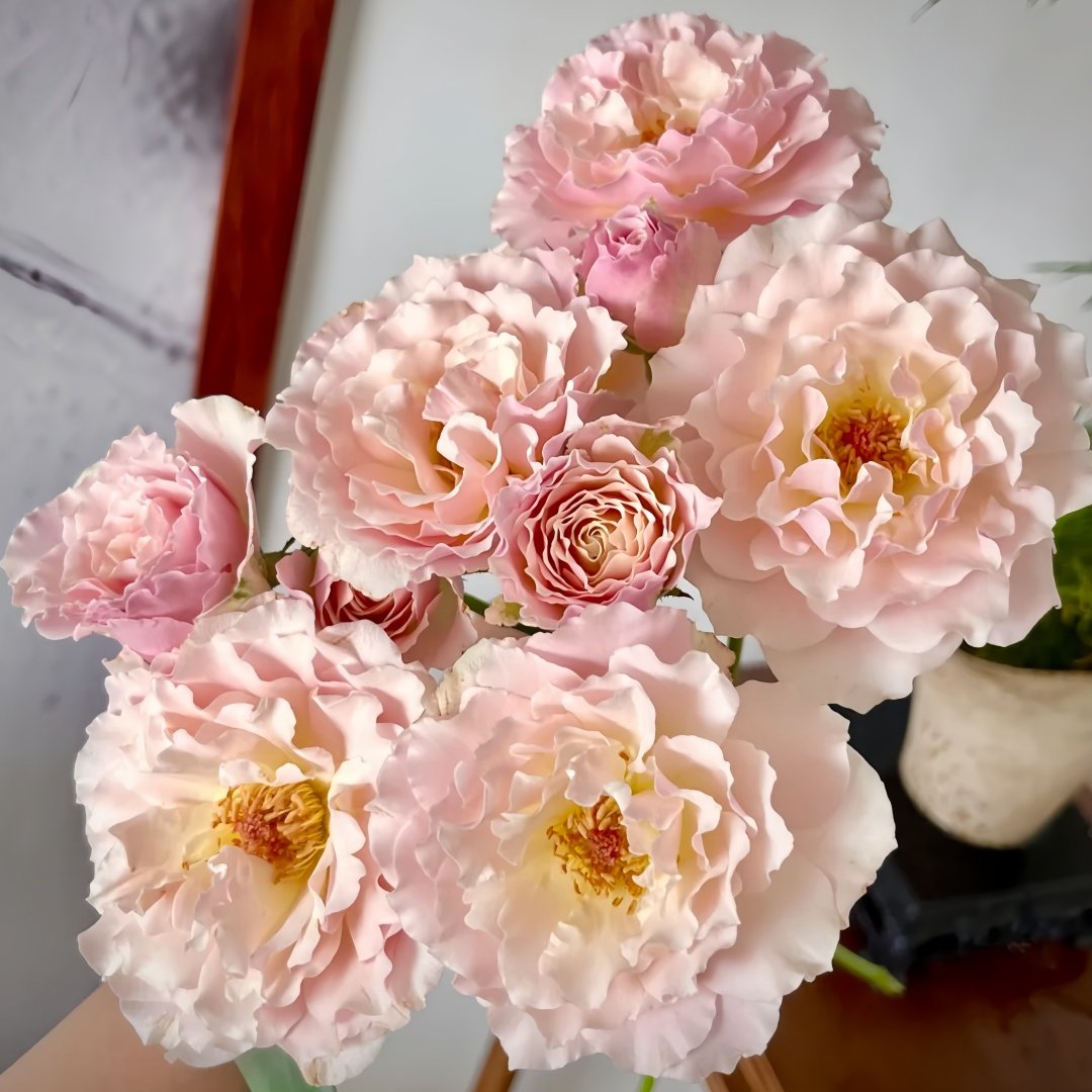Chou Chou Rose Plant｜闪闪发光 image 7