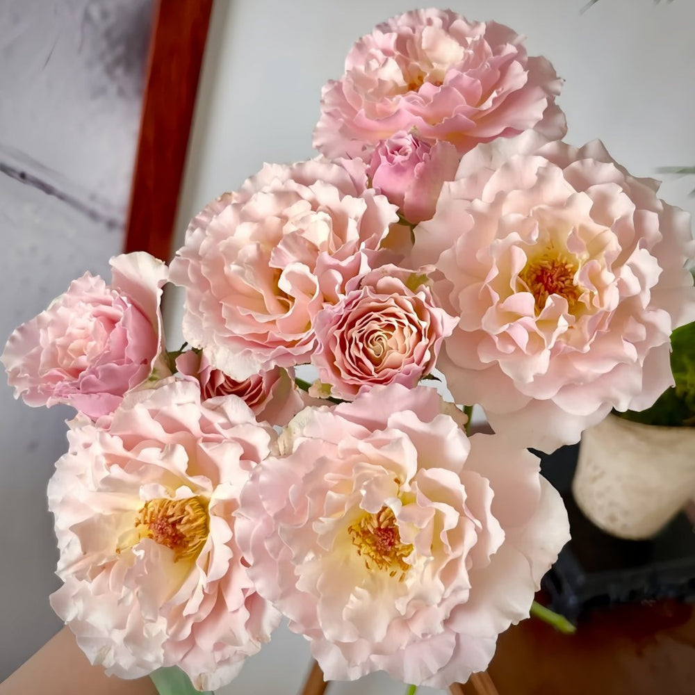 Chou Chou Rose Plant｜闪闪发光 image 7