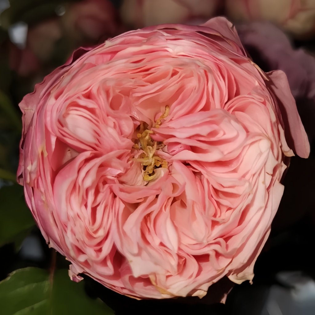 Pin-up Rose Plant|海报画 image 1