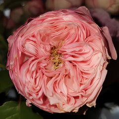 Pin-up Rose Plant|海报画 image 1