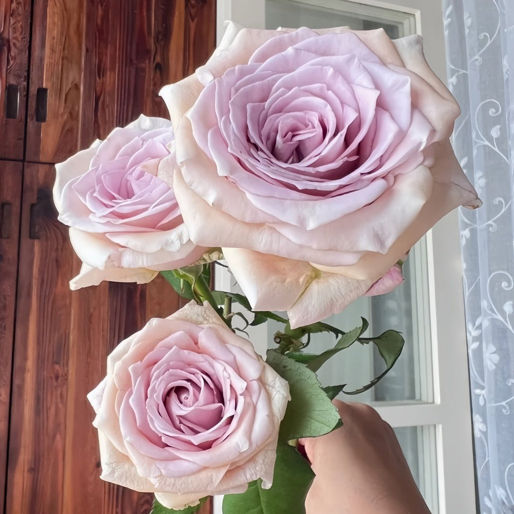 Brut Rose Plant｜布鲁特 image 2