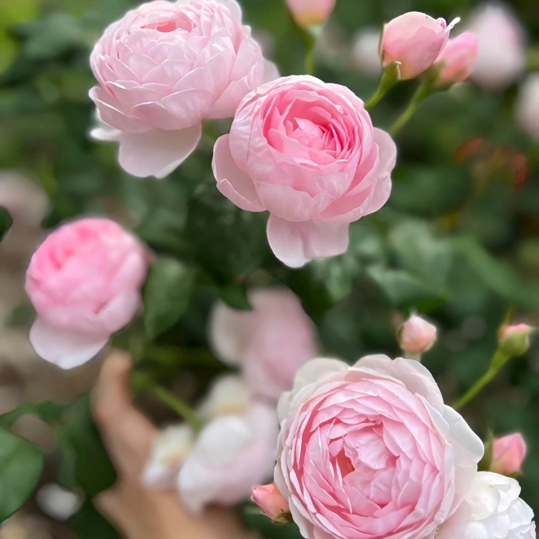 Scepter’d Isle Rose Plant｜权杖岛玫瑰 image 7
