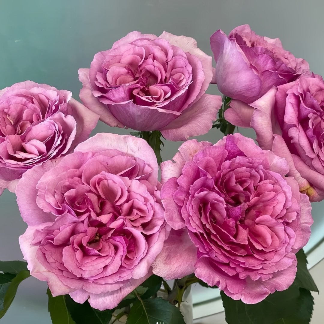 Aromatique Rose Plant｜伊芙芳香世家 image 8