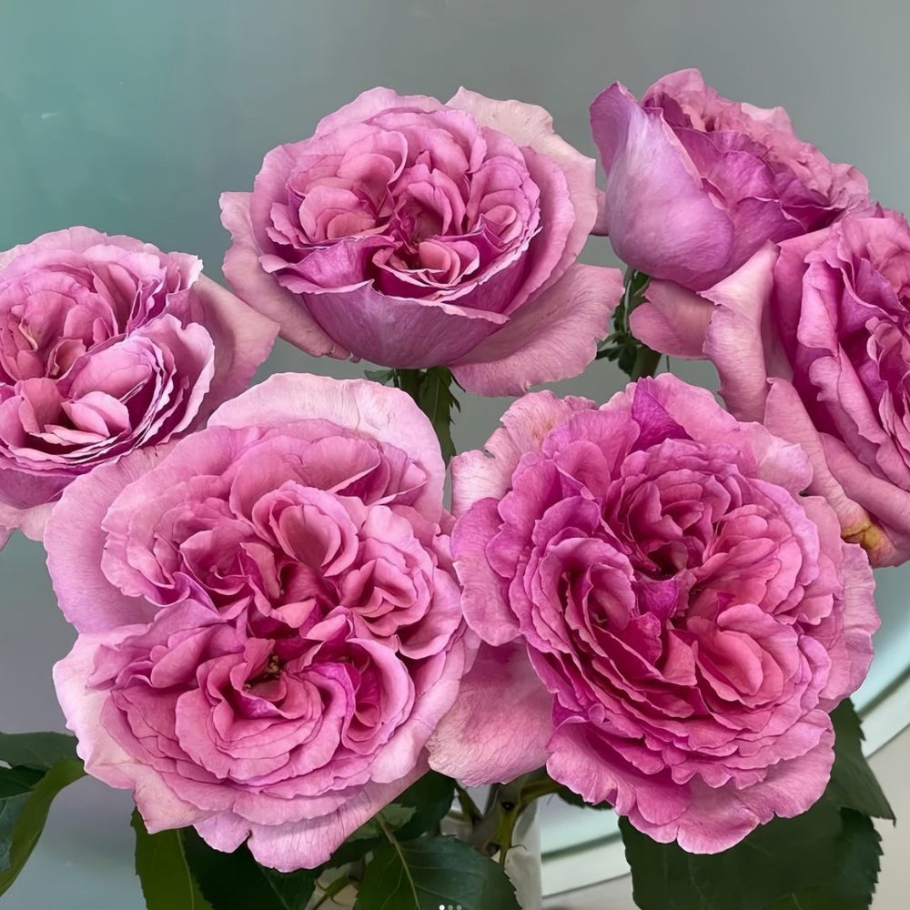 Aromatique Rose Plant｜伊芙芳香世家 image 8