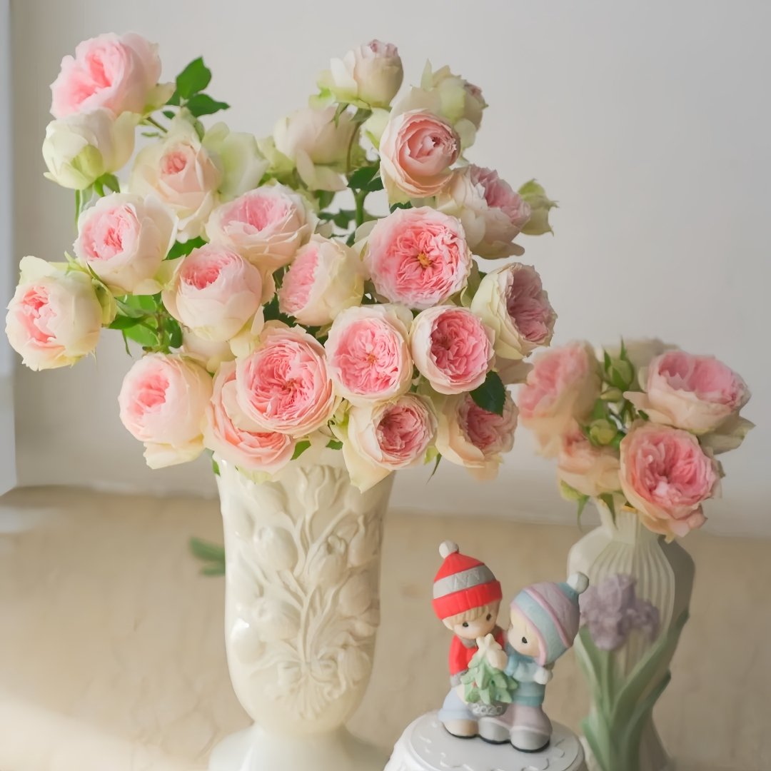 Pompom Verand Rose Plant｜门廊绒球 image 9