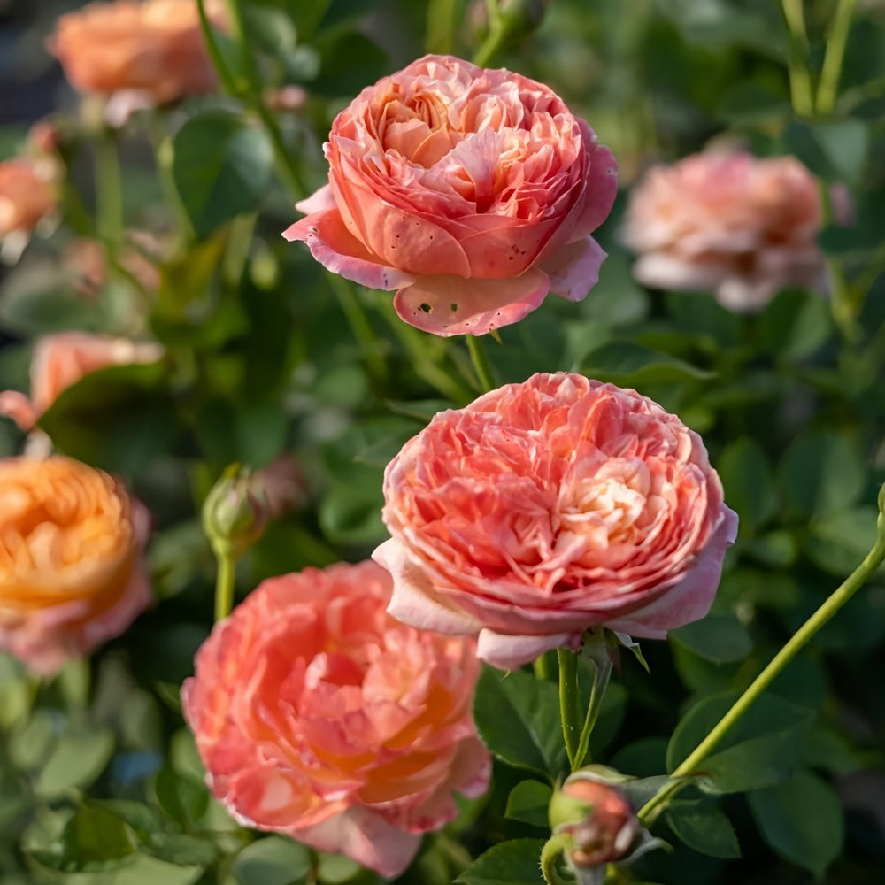 Paul Klee Rose Plant|保罗克利 image 7