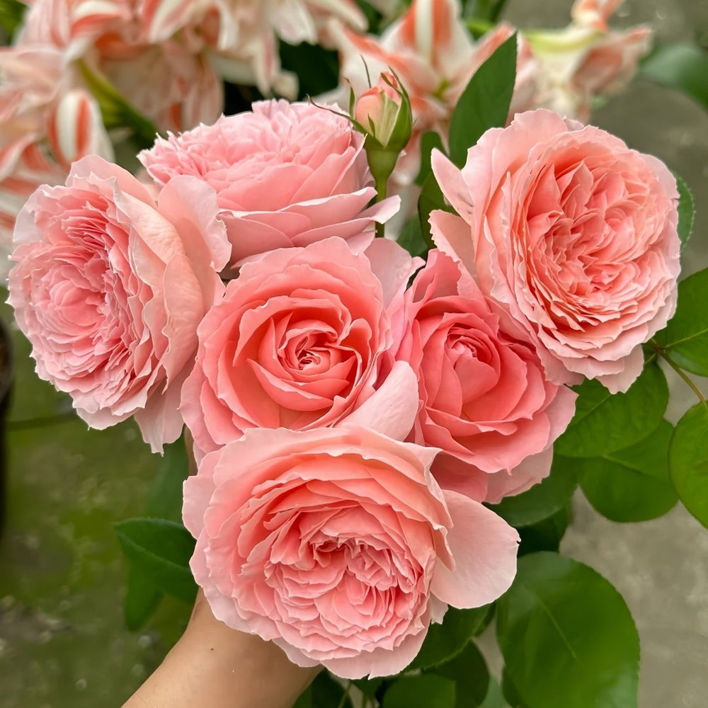 Anne-sophie Pic Rose Plant|安索菲比克 image 4