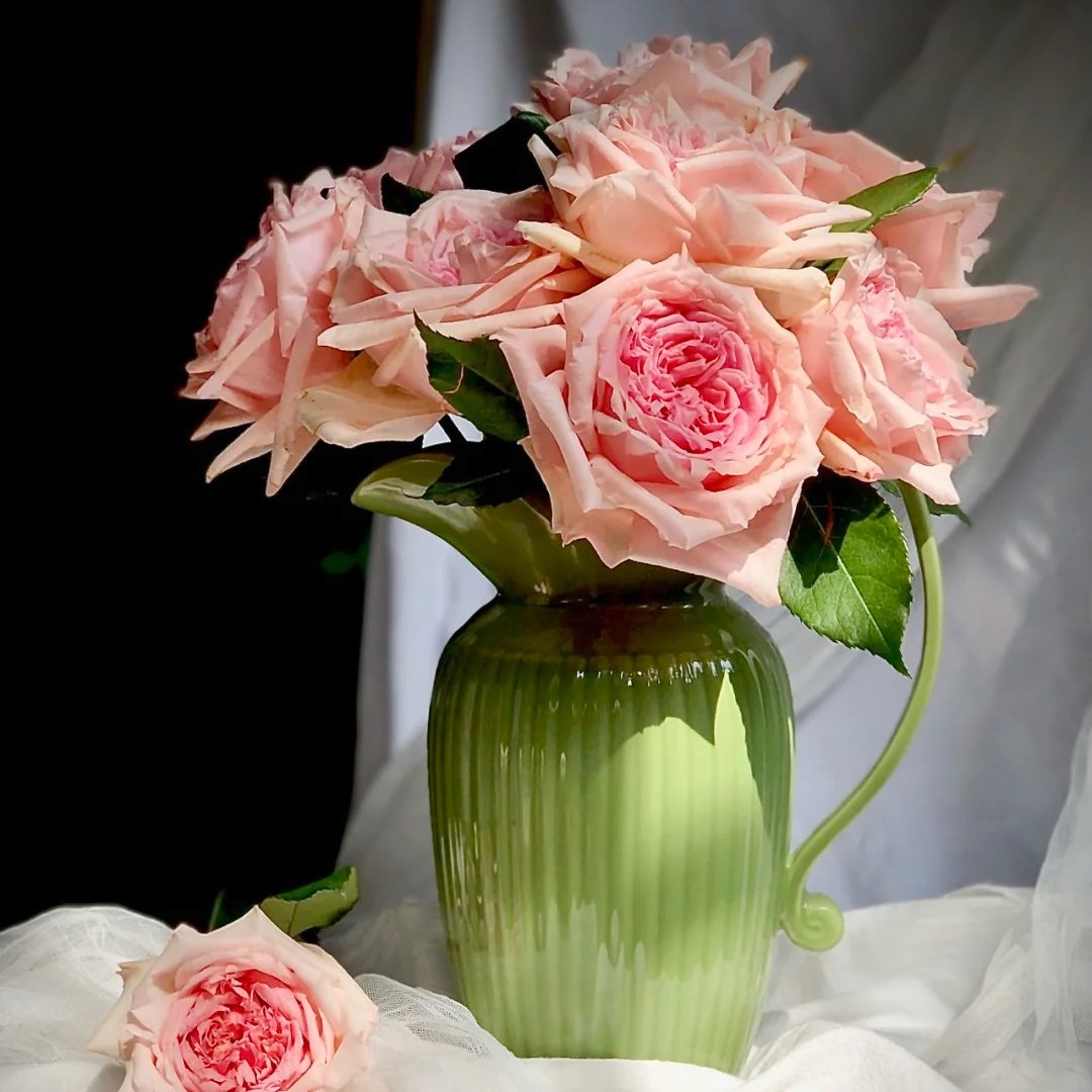 Princess Hitomi Rose Plant｜仁美公主 image 15