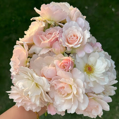 Chou Chou Rose Plant｜闪闪发光 image 1