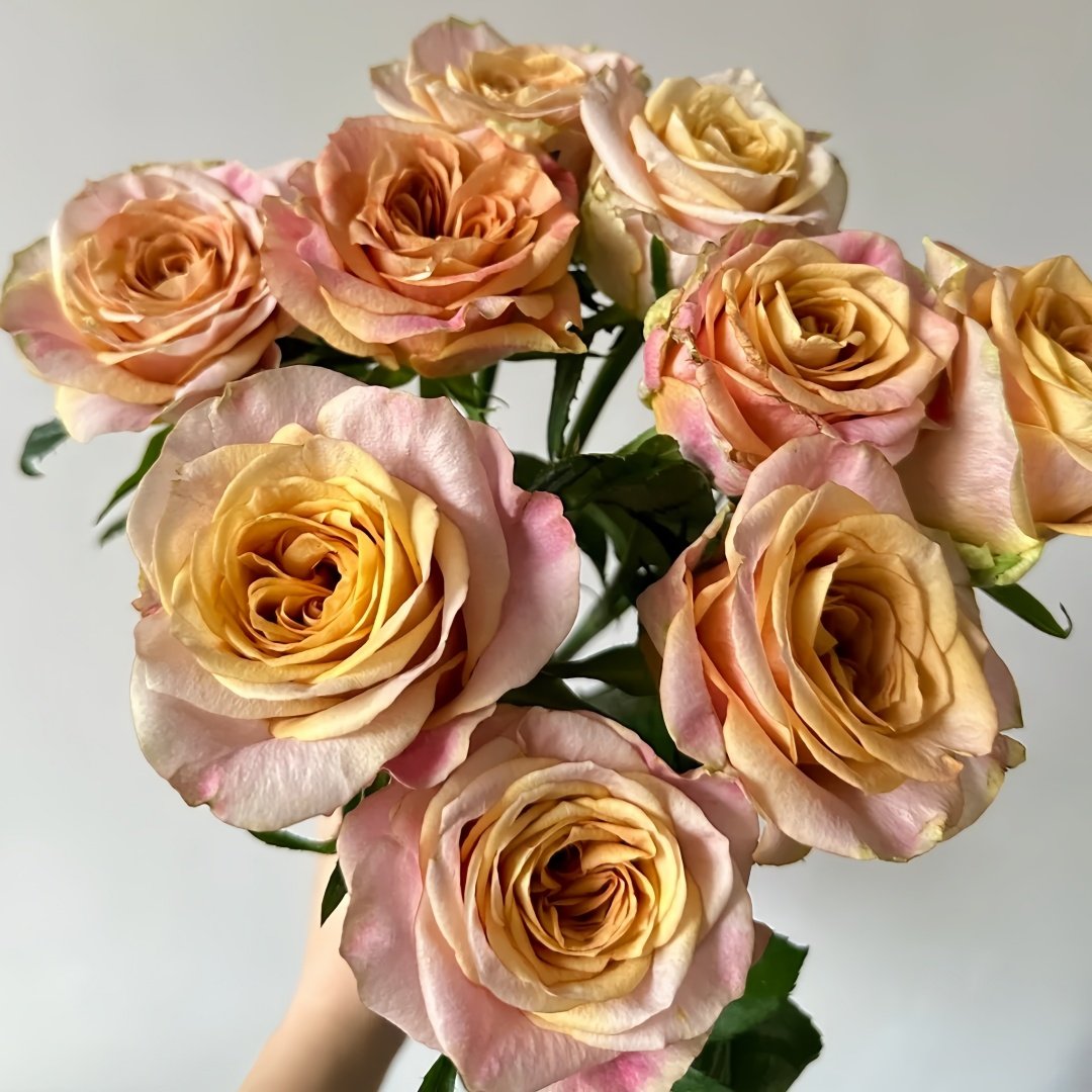 Symbol Rose Plant｜标志 image 6