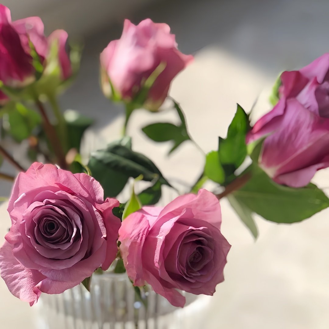 Purple Moon Rose Plant｜紫月 image 9