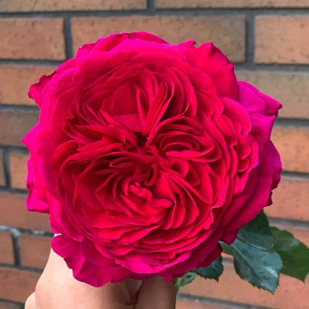 Marietta Rose Plant|玛丽叶塔 image 1