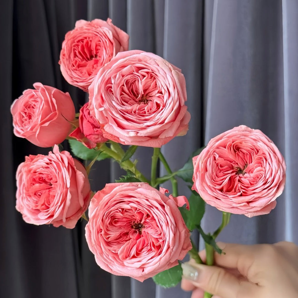 Bella Trendsetter Rose Plant｜潮流贝拉 image 5