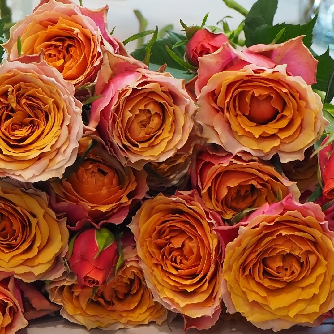 Rosa 'Naples Forever' Rose Plant｜永远的那不勒斯 image 5