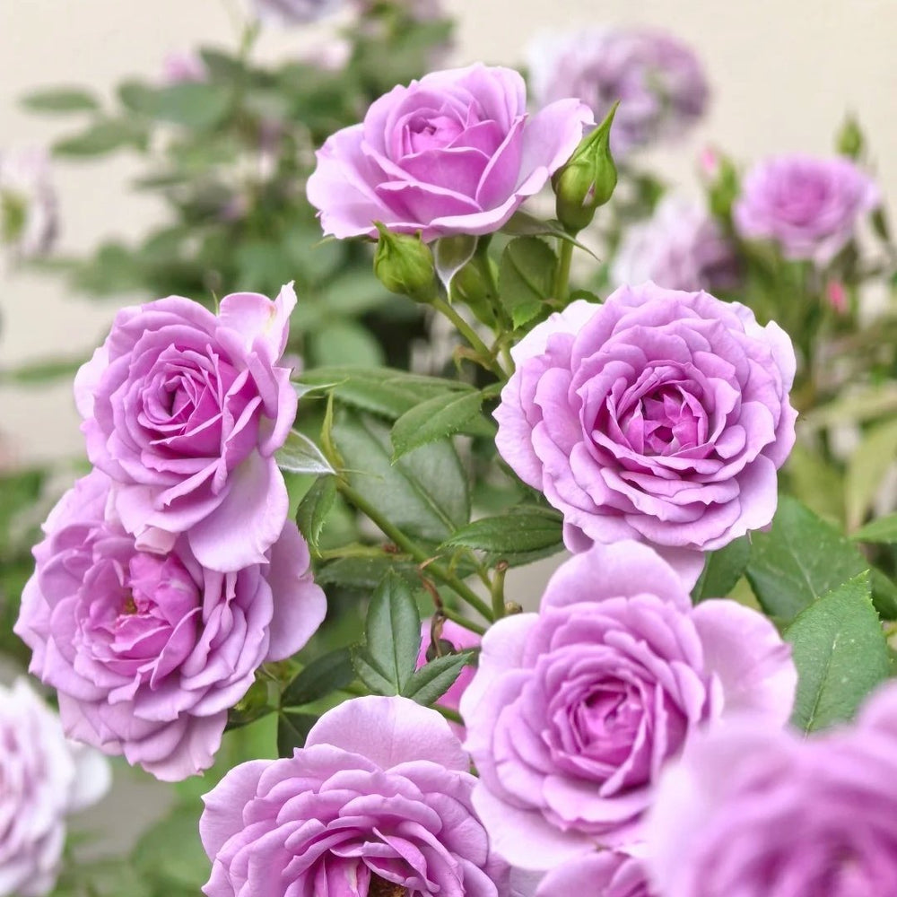 Lavender Flower Circus Rose Plant｜薰衣草门廊 image 18