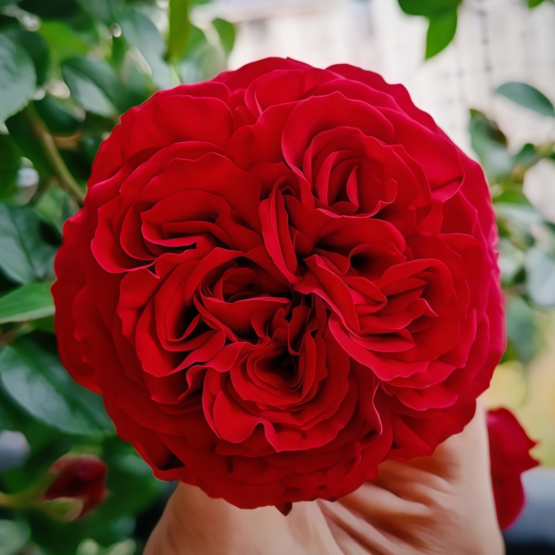 Republique de Montmartre Rose Plant｜蒙马特共和国 image 0