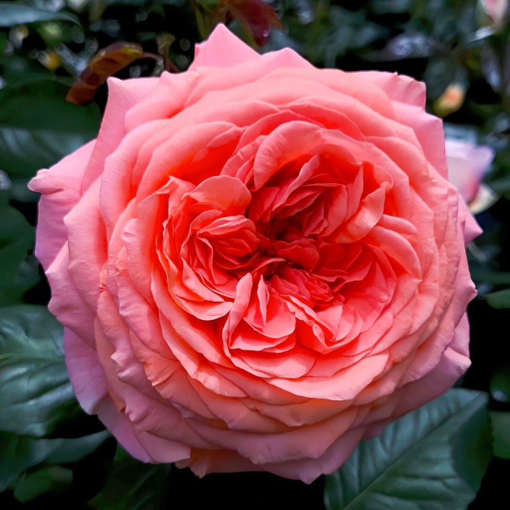 Amour de Molène Rose Plant | 莫莱纳之爱 image 4