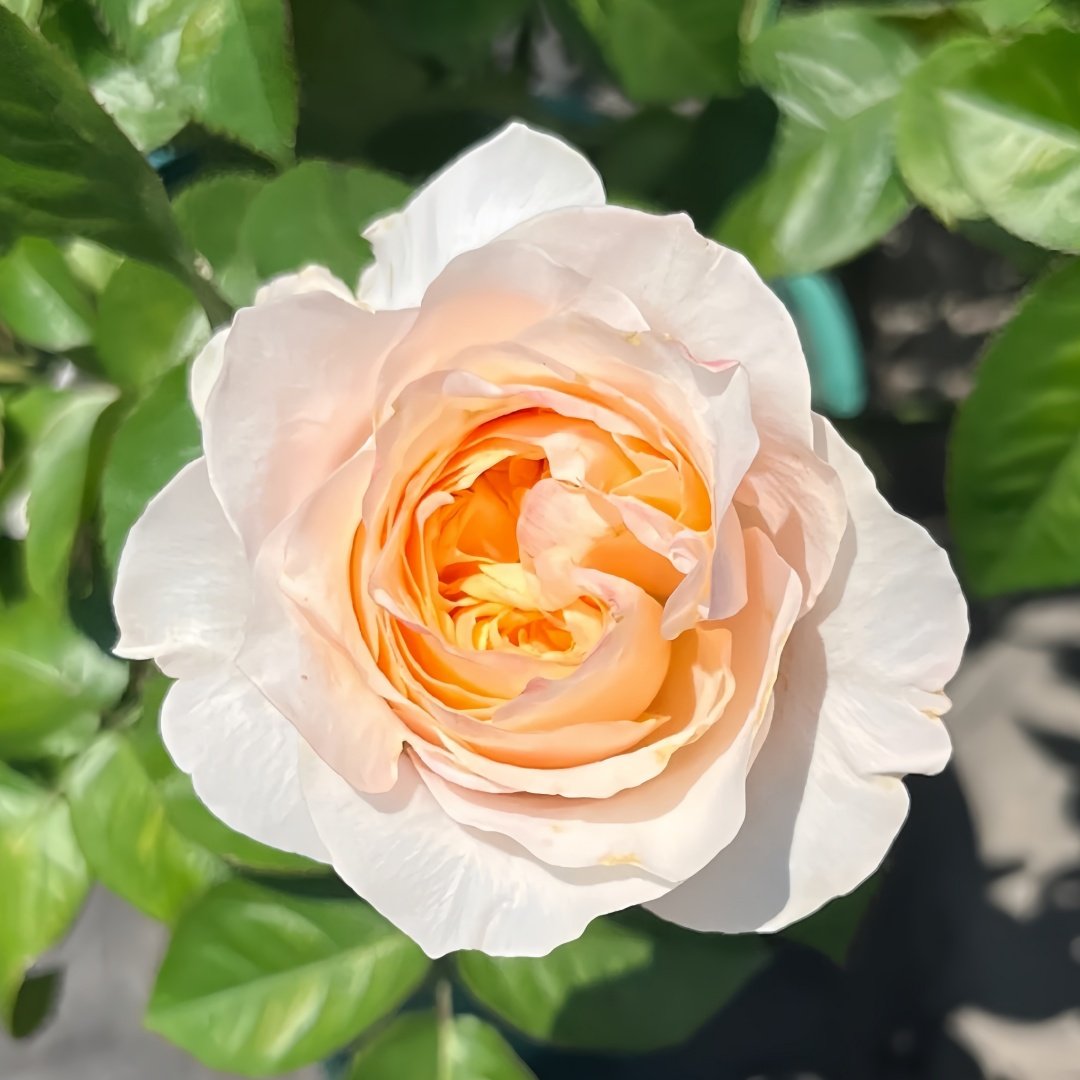 Victorian Peach Rose Plant|维多利亚蜜桃 image 1