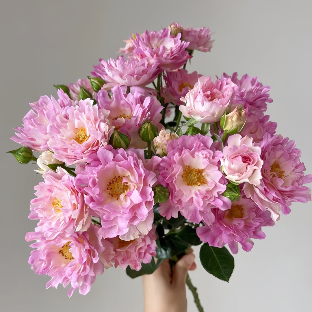 Sea Anemone Rose Plant | 海葵 image 0