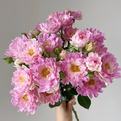 Sea Anemone Rose Plant | 海葵 image 0