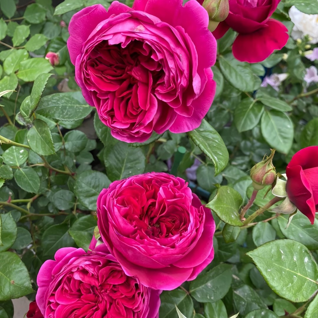 Cantina Rose Plant | 伊芙酒窖 image 7