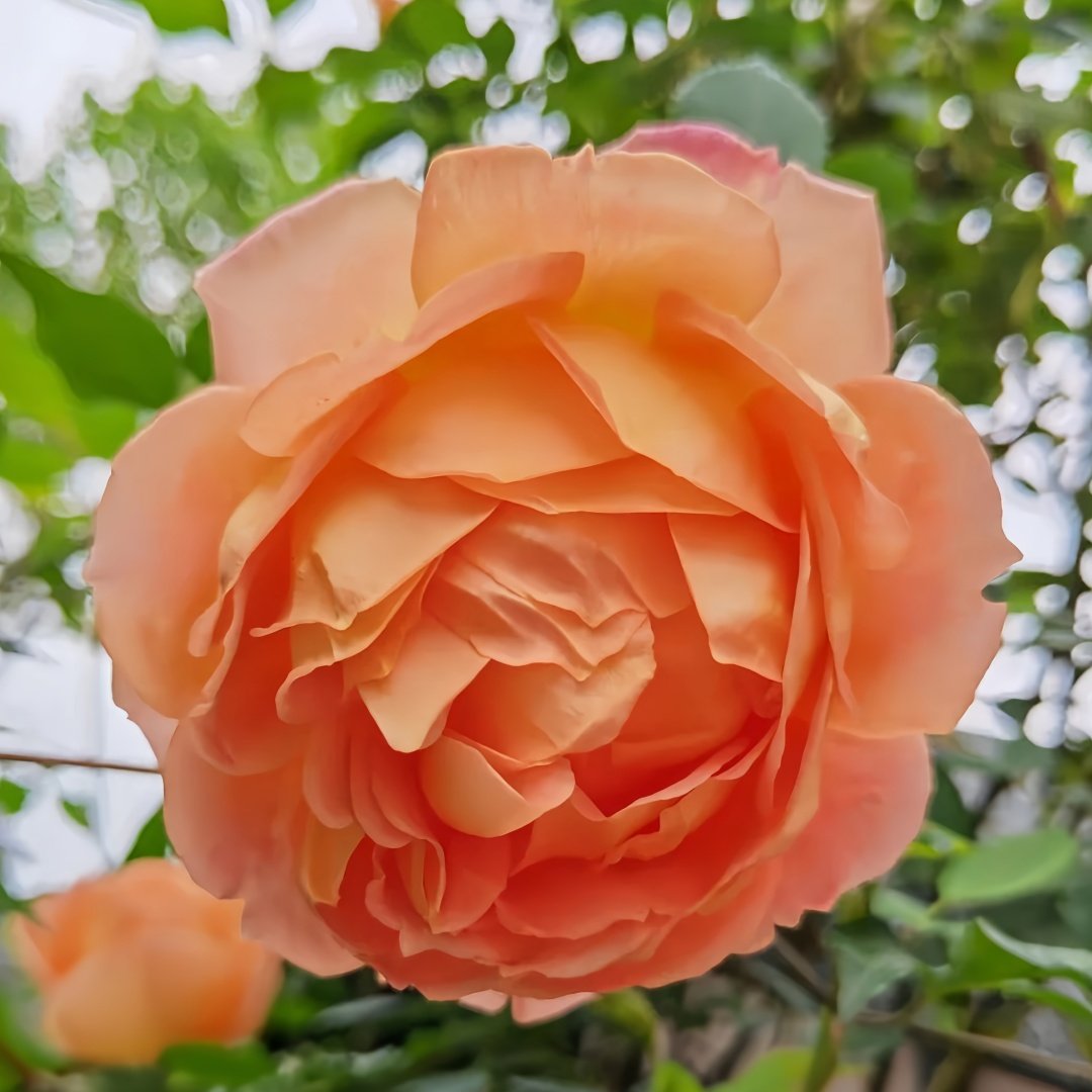 Lady Of Shalott Rose Plant | 夏洛特夫人 image 4