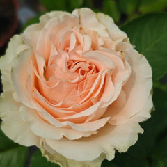 Doris Day Rose Plant|多丽丝·戴 image 3