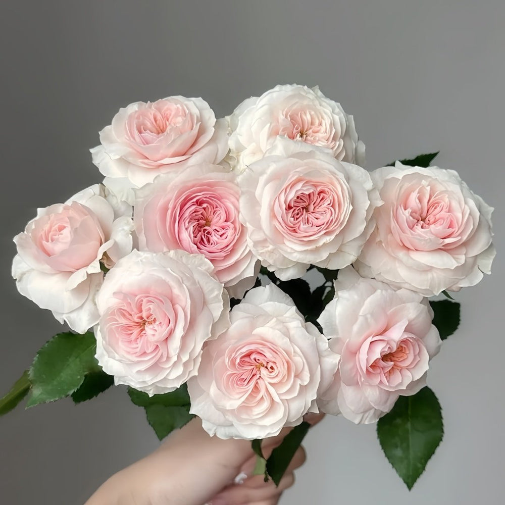 Sabrina Rose Plant｜莎伯莲娜 image 0