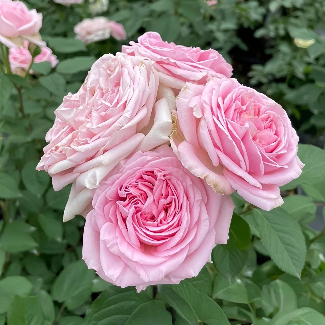 Mary Lennox Rose Plant ｜玛利伦 image 7