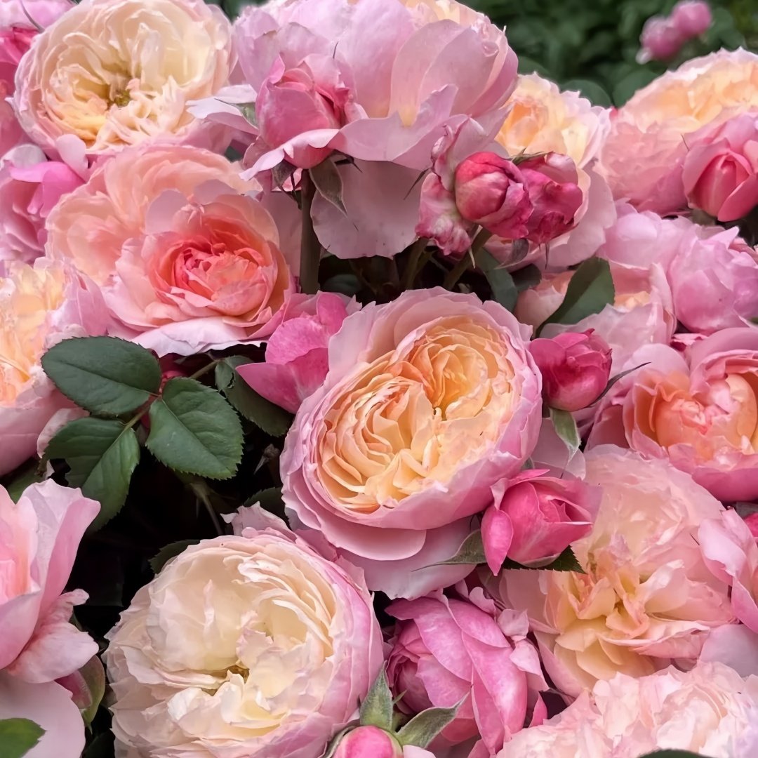 Yingyingfen Rose Plant|盈盈粉 image 9