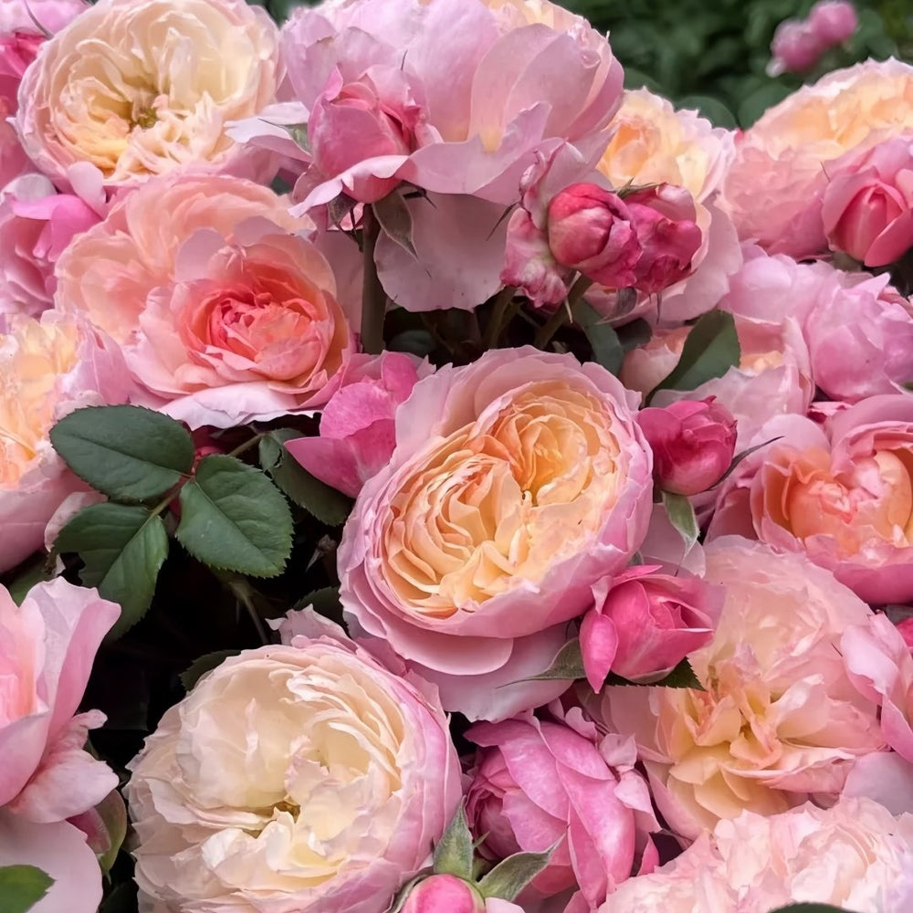 Yingyingfen Rose Plant|盈盈粉 image 9