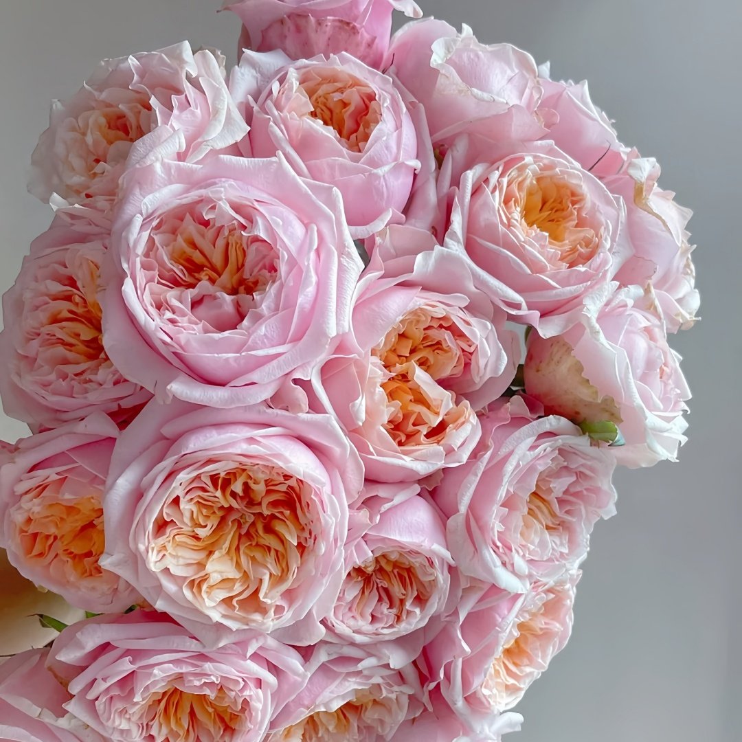 Notting Hill Rose Plant|诺丁山 image 8