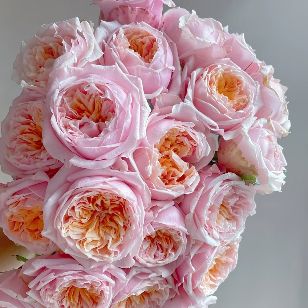 Notting Hill Rose Plant|诺丁山 image 8