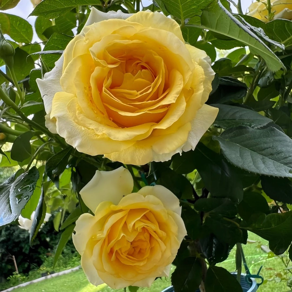 Sunny Beach Rose Plant｜阳光海滩 image 3