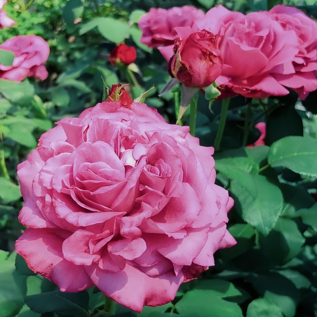 Claude Brasseur Rose Plant｜克劳德布拉瑟 image 7
