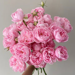Midnight Seven Star Rose Plant｜午夜七星 image 0