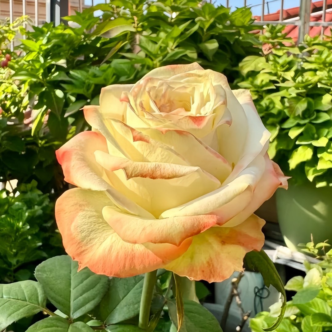 Avatar rose plant|阿凡达 image 7