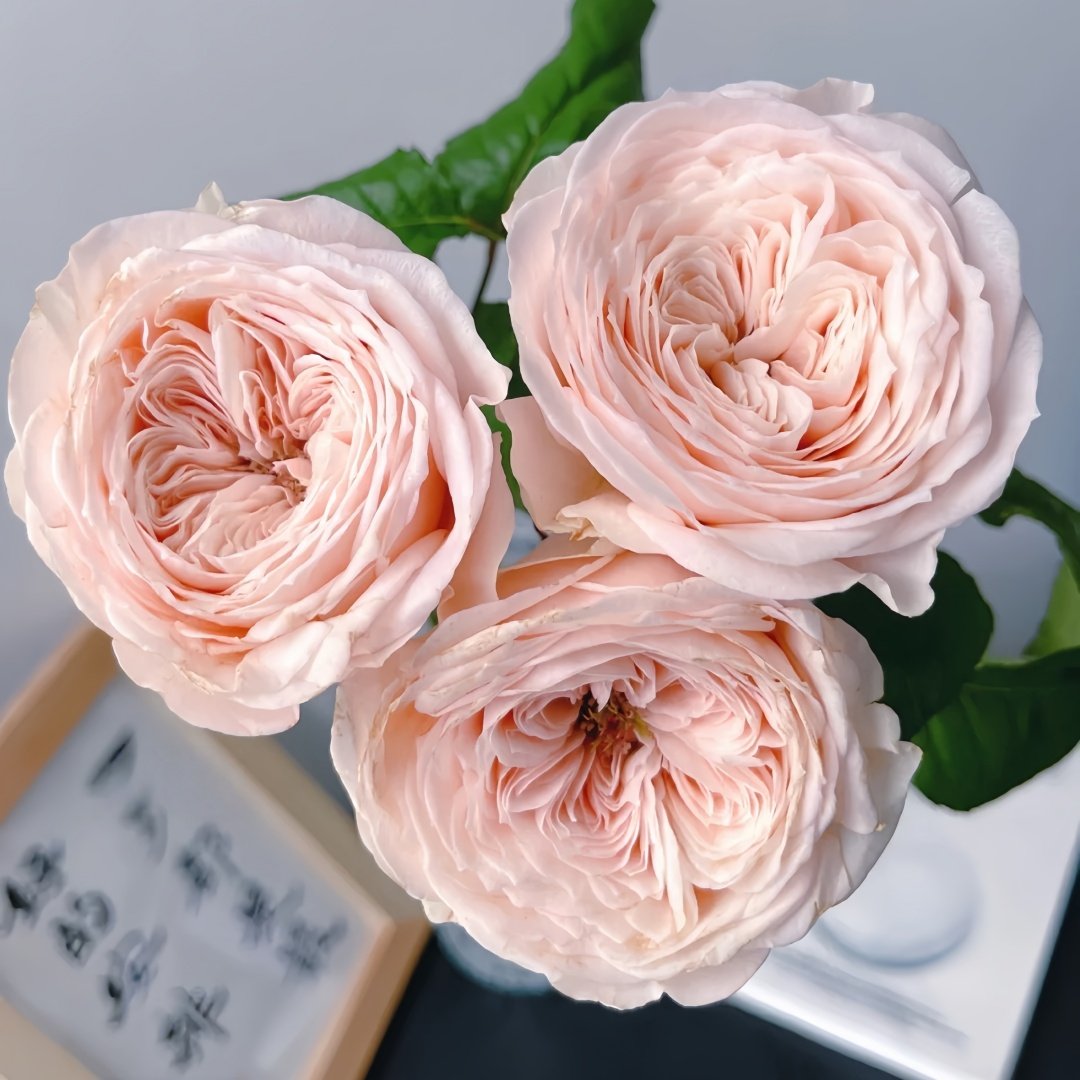 Paradise Beach Rose | 天堂海滩 image 0